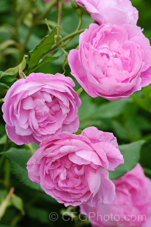 Rosa 'La Reine. Victoria', a Bourbon shrub rose raised by Schwartz of France in 1872. Also known as 'Reine. Victoria'. Order: Rosales, Family: Rosaceae