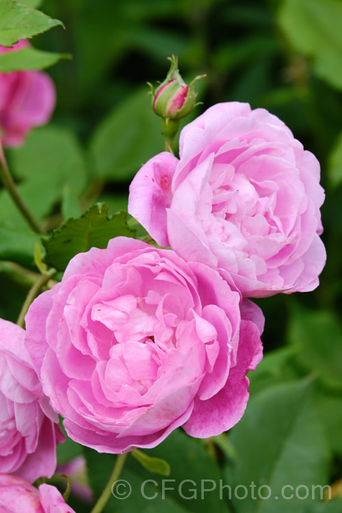 Rosa 'La Reine. Victoria', a Bourbon shrub rose raised by Schwartz of France in 1872. Also known as 'Reine. Victoria'. Order: Rosales, Family: Rosaceae