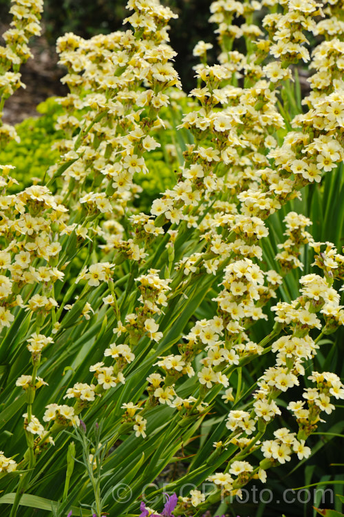 Sisyrinchium striatum (syn. Sisyrinchium nigricans, Phaiophleps nigricans</i>), a 40-80cm tall, late spring- to early summer-flowering iris-like perennial native to Argentina andChile