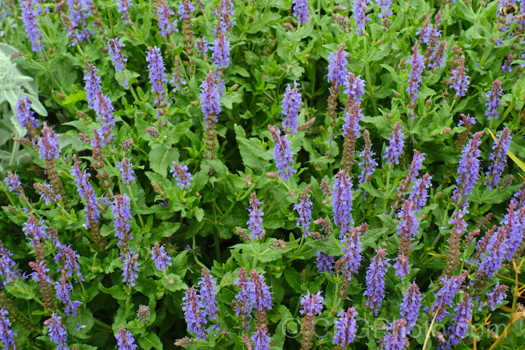 Salvia nemorosa 'Superba', a cultivar of a late spring- to early autumn-flowering sage native to Europe and Central Asia. It is around 60cm high when in flower and can make a clump up to 1m across 'Superba' is more compact than the species. Order: Lamiales, Family: Lamiaceae