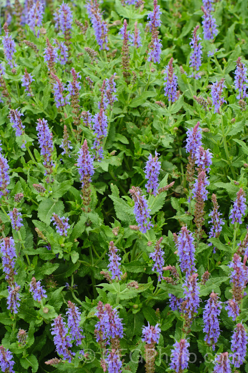 Salvia nemorosa 'Superba', a cultivar of a late spring- to early autumn-flowering sage native to Europe and Central Asia. It is around 60cm high when in flower and can make a clump up to 1m across 'Superba' is more compact than the species. Order: Lamiales, Family: Lamiaceae