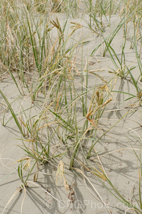 Spinifex (<i>Spinifex sericeus</i>) in flower in late spring. This tough perennial dune grass is found through much of Australia and also in New Zealand, New Caledonia, Tonga and Norfolk Island Its blue-grey foliage is downy and quite soft, while the conspicuous seedheads have short, stiff bristles. These help to anchor the tumbleweed-like seedheads as they blow among the dunes. spinifex-3644htm'>Spinifex. .