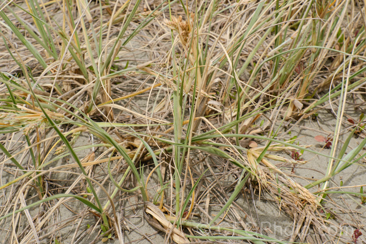 Spinifex (<i>Spinifex sericeus</i>) in flower in late spring. This tough perennial dune grass is found through much of Australia and also in New Zealand, New Caledonia, Tonga and Norfolk Island Its blue-grey foliage is downy and quite soft, while the conspicuous seedheads have short, stiff bristles. These help to anchor the tumbleweed-like seedheads as they blow among the dunes. spinifex-3644htm'>Spinifex. .
