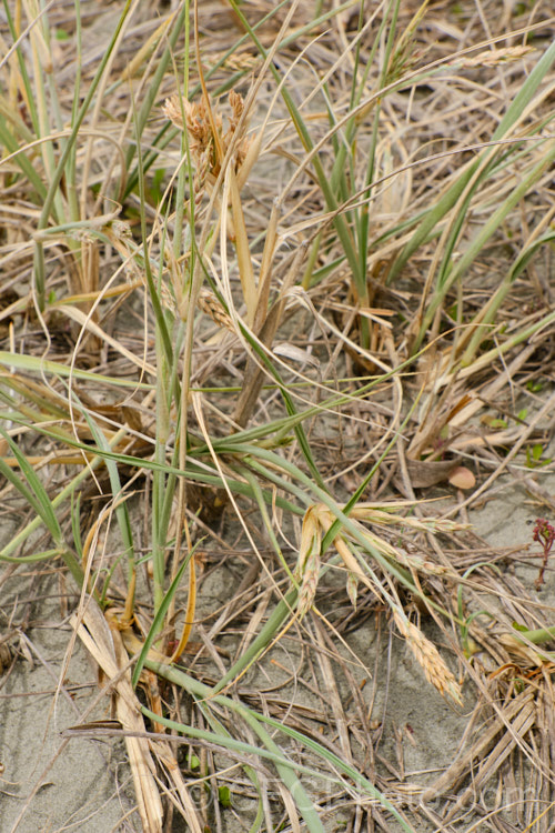 Spinifex (<i>Spinifex sericeus</i>) in flower in late spring. This tough perennial dune grass is found through much of Australia and also in New Zealand, New Caledonia, Tonga and Norfolk Island Its blue-grey foliage is downy and quite soft, while the conspicuous seedheads have short, stiff bristles. These help to anchor the tumbleweed-like seedheads as they blow among the dunes. spinifex-3644htm'>Spinifex. .