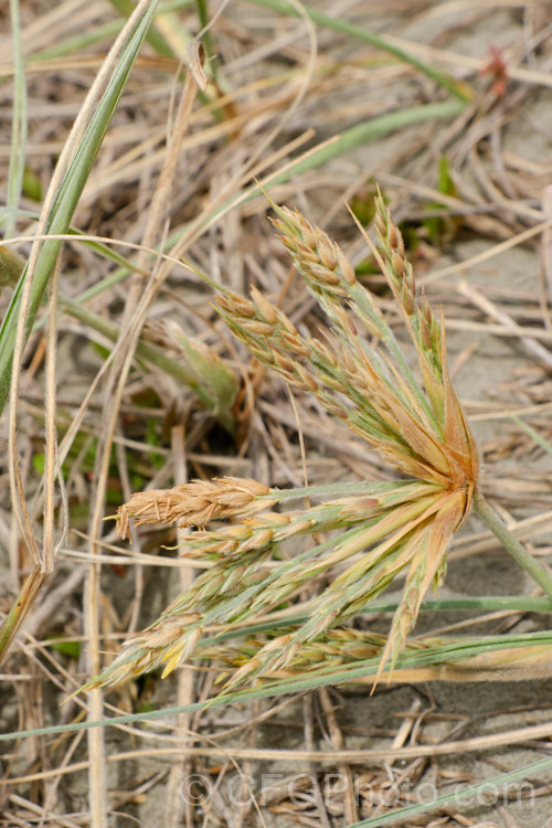Spinifex (<i>Spinifex sericeus</i>) in flower in late spring. This tough perennial dune grass is found through much of Australia and also in New Zealand, New Caledonia, Tonga and Norfolk Island Its blue-grey foliage is downy and quite soft, while the conspicuous seedheads have short, stiff bristles. These help to anchor the tumbleweed-like seedheads as they blow among the dunes. spinifex-3644htm'>Spinifex. .
