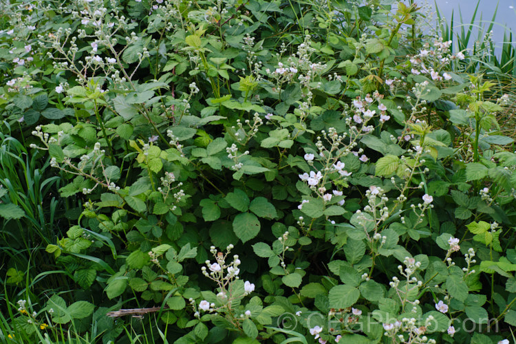 Blackberry (<i>Rubus fruticosus aggregate</i>), a strong-growing, deciduous bramble with very thorny stems and deliciously tart fruit. It is widely naturalised in the temperate zones and often considered a weed. The specific status of the blackberry is undecided, and it may be a natural hybrid of several Eurasian and/or North American species.