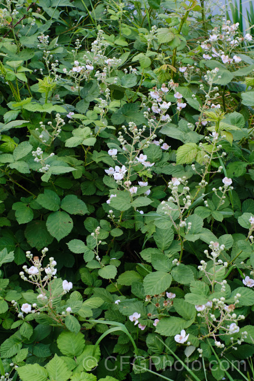 Blackberry (<i>Rubus fruticosus aggregate</i>), a strong-growing, deciduous bramble with very thorny stems and deliciously tart fruit. It is widely naturalised in the temperate zones and often considered a weed. The specific status of the blackberry is undecided, and it may be a natural hybrid of several Eurasian and/or North American species.