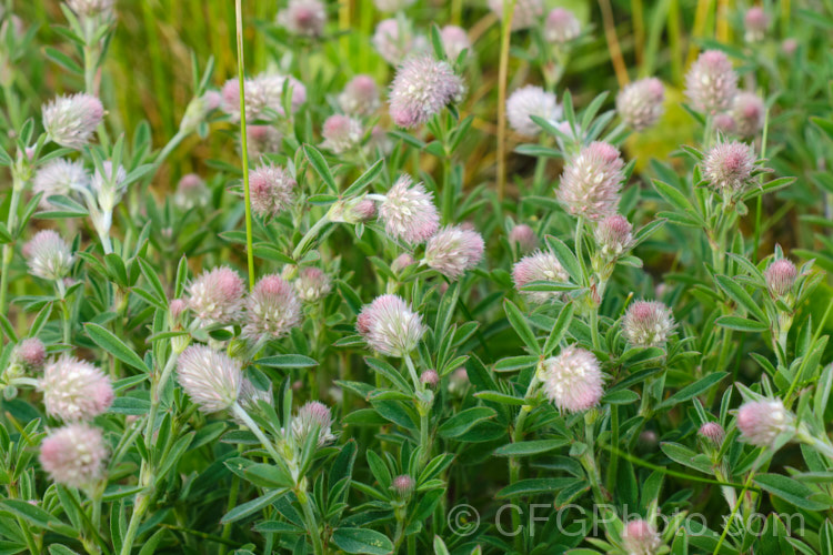 Haresfoot. Trefoil, Rabbitfoot. Clover or Stone. Clover (<i>Trifolium arvense</i>), a now widely naturalised Eurasian annual or biennial that is most commonly seen as a weed on sandy or stony ground. Its white flowers are tiny but they are crowded together in a downy pink inflorescence. trifolium-3369htm'>Trifolium.