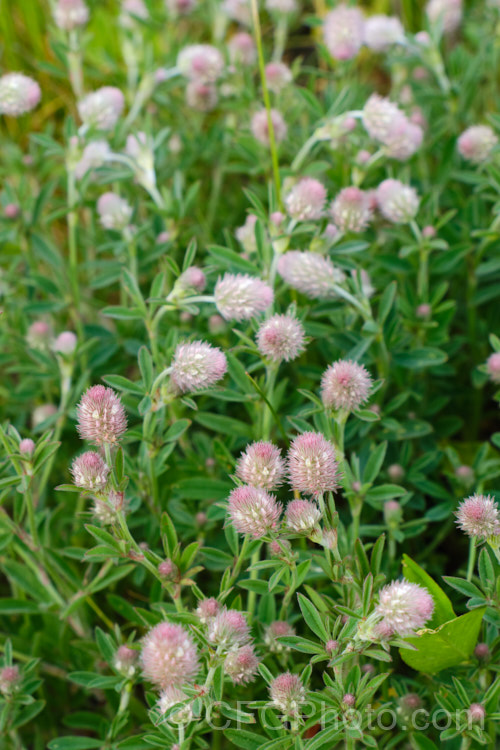 Haresfoot. Trefoil, Rabbitfoot. Clover or Stone. Clover (<i>Trifolium arvense</i>), a now widely naturalised Eurasian annual or biennial that is most commonly seen as a weed on sandy or stony ground. Its white flowers are tiny but they are crowded together in a downy pink inflorescence. trifolium-3369htm'>Trifolium.