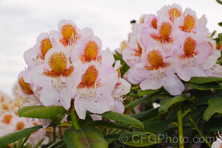 Rhododendron 'Mrs T. H. Lowinsky', a strikingly marked, late-flowering hybrid raised by Water of England and introduced before 1917. The exact parentage is unknown but probably involves. Rhododendron catawbiense and Rhododendron ponticum. With age this shrub can exceed 25m tall