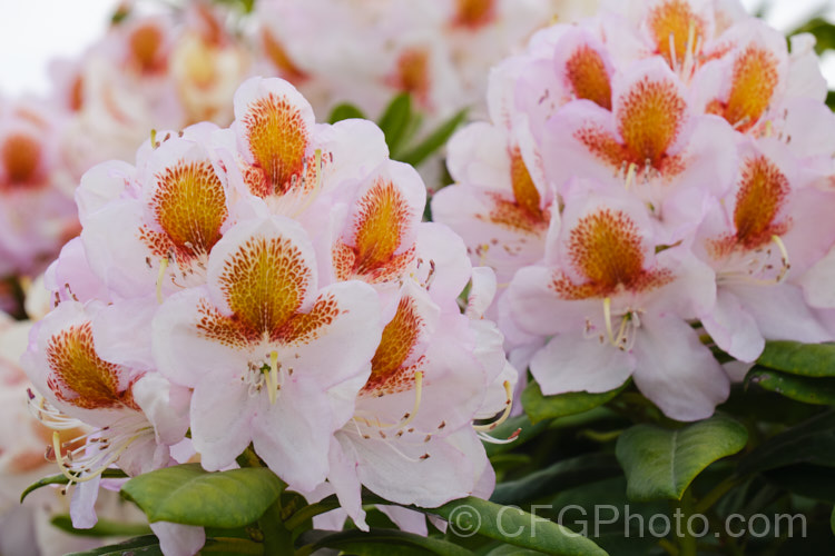 Rhododendron 'Mrs T. H. Lowinsky', a strikingly marked, late-flowering hybrid raised by Water of England and introduced before 1917. The exact parentage is unknown but probably involves. Rhododendron catawbiense and Rhododendron ponticum. With age this shrub can exceed 25m tall