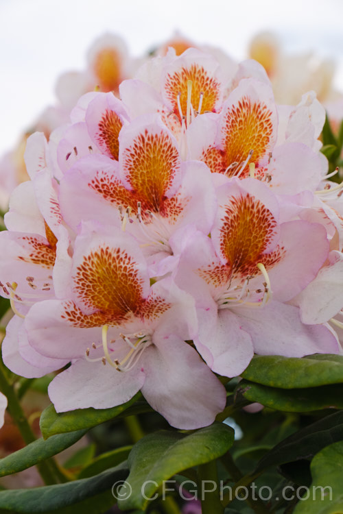 Rhododendron 'Mrs T. H. Lowinsky', a strikingly marked, late-flowering hybrid raised by Water of England and introduced before 1917. The exact parentage is unknown but probably involves. Rhododendron catawbiense and Rhododendron ponticum. With age this shrub can exceed 25m tall