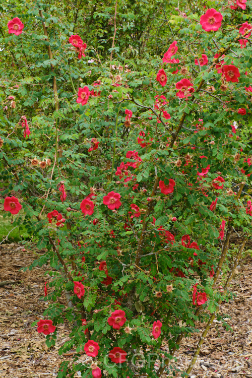 Rosa moyesii, a 2-35m shrub rose from western China. It was discovered by EH. Wilson in 1903. Order: Rosales, Family: Rosaceae