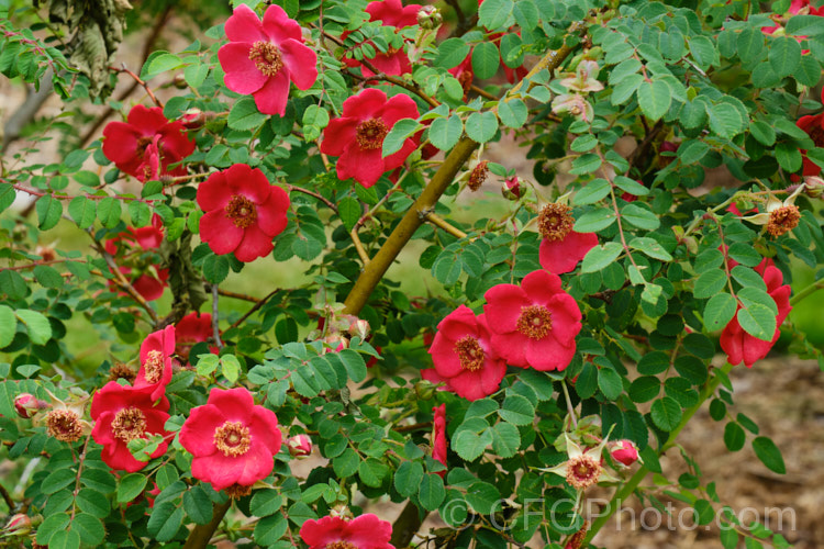 Rosa moyesii, a 2-35m shrub rose from western China. It was discovered by EH. Wilson in 1903. Order: Rosales, Family: Rosaceae