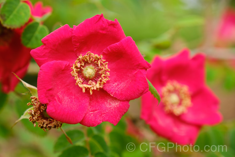 Rosa moyesii, a 2-35m shrub rose from western China. It was discovered by EH. Wilson in 1903. Order: Rosales, Family: Rosaceae