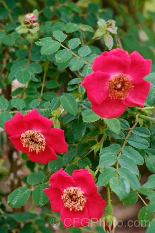 Rosa moyesii 'Geranium', a selected compact form of a 2-35m shrub from western China with somewhat brighter flowers than the species. Orange hips follow the flowers. Introduced in 1938. Order: Rosales, Family: Rosaceae