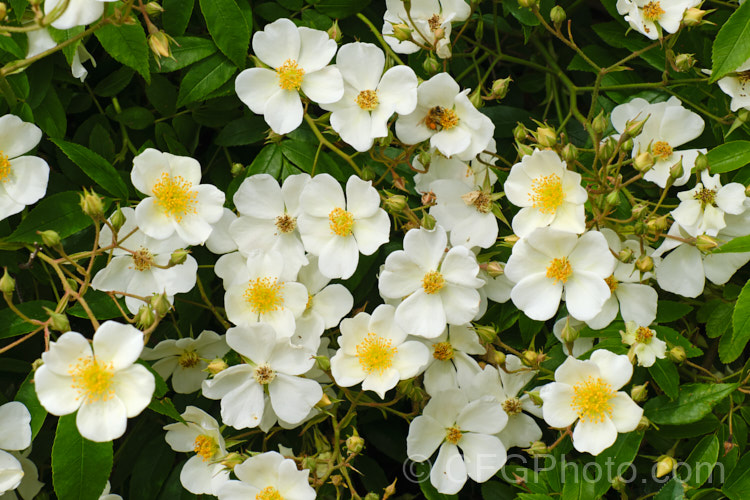 Musk rose (<i>Rosa moschata</i>), unknown in the wild, this probably Eurasian shrub grows to as much as 10m, though 3m is more common. Order: Rosales, Family: Rosaceae
