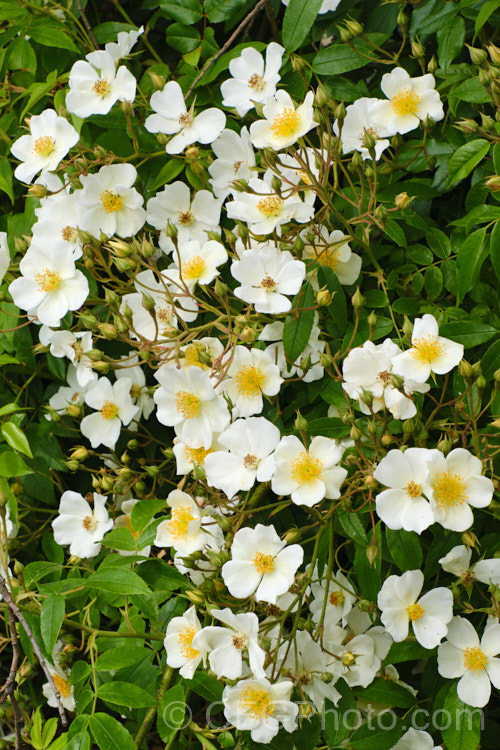 Musk rose (<i>Rosa moschata</i>), unknown in the wild, this probably Eurasian shrub grows to as much as 10m, though 3m is more common. Order: Rosales, Family: Rosaceae