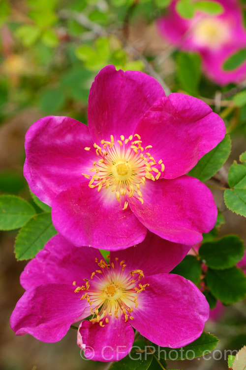 Rosa pimpinellifolia 'Single. Cherry', a compact form of the Scotch rose. The flowers are followed by deep purple to black hips. Order: Rosales, Family: Rosaceae