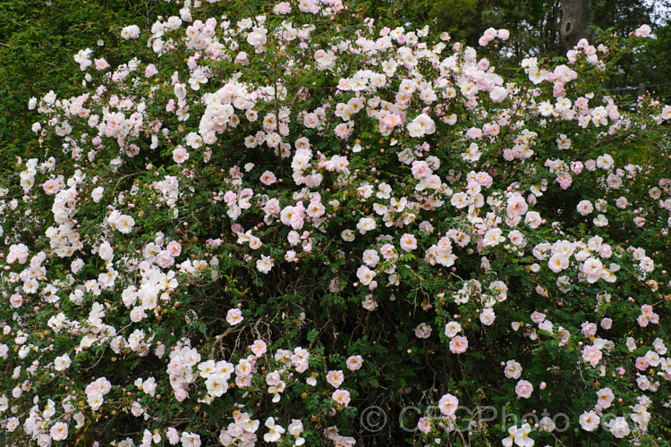 Rosa pimpinellifolia 'Falkland', a double-flowered pale pink to soft lavender form of the Scotch or Burnet. Rose, this cultivar ultimately grows to 2m tall but remains compact for many years. Order: Rosales, Family: Rosaceae