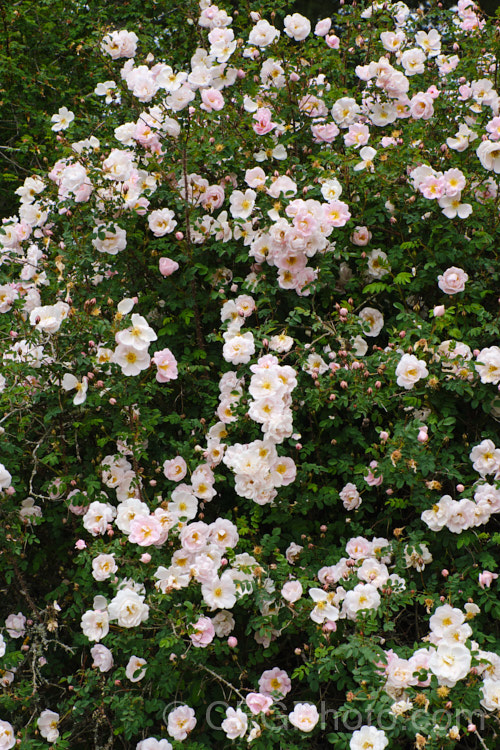Rosa pimpinellifolia 'Falkland', a double-flowered pale pink to soft lavender form of the Scotch or Burnet. Rose, this cultivar ultimately grows to 2m tall but remains compact for many years. Order: Rosales, Family: Rosaceae