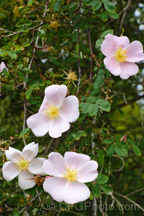 Rosa webbiana, a 1-2m tall shrub rose with arching stems and mildly scented flowers. It occurs naturally through much of Central Asia. Order: Rosales, Family: Rosaceae
