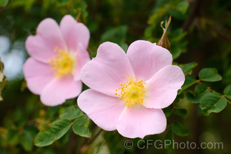 Rosa webbiana, a 1-2m tall shrub rose with arching stems and mildly scented flowers. It occurs naturally through much of Central Asia. Order: Rosales, Family: Rosaceae