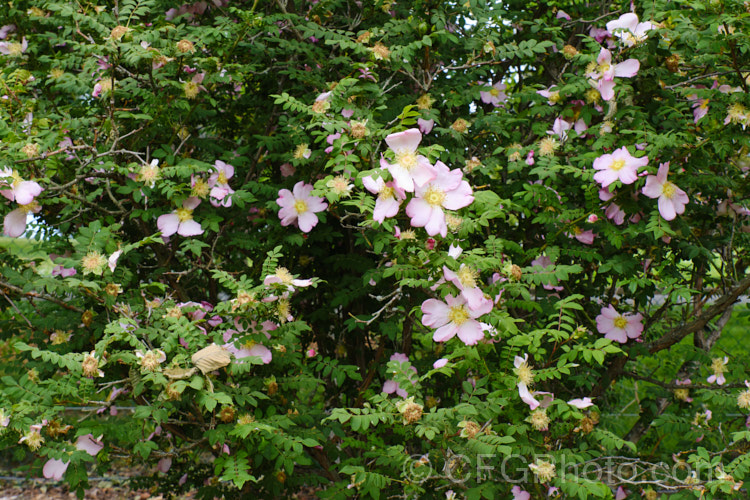 Rosa hirtula, a spreading bush with simple flowers and thorny stems. It is native to Japan and very similar to Rosa roxburghii. The buds are covered with small tubercles, but these are not really fine enough to be called 'moss'. Order: Rosales, Family: Rosaceae