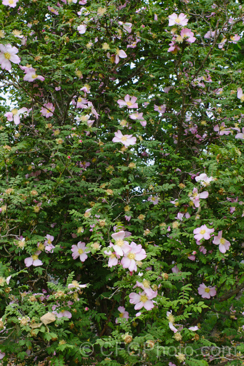Rosa hirtula, a spreading bush with simple flowers and thorny stems. It is native to Japan and very similar to Rosa roxburghii. The buds are covered with small tubercles, but these are not really fine enough to be called 'moss'. Order: Rosales, Family: Rosaceae