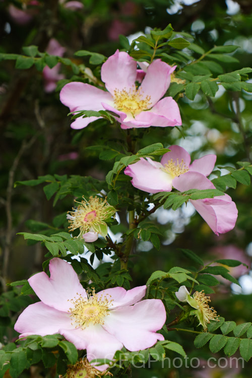 Rosa hirtula, a spreading bush with simple flowers and thorny stems. It is native to Japan and very similar to Rosa roxburghii. The buds are covered with small tubercles, but these are not really fine enough to be called 'moss'. Order: Rosales, Family: Rosaceae
