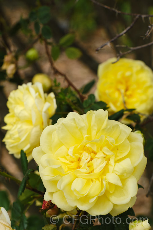 Yellow Rose of Texas (<i>Rosa x harrisonii 'Harrison's Yellow'), this upright 2m shrub is a chance hybrid between Rosa pimpinellifolia and Rosa foetida. Near black hips follow the flowers. Order: Rosales, Family: Rosaceae