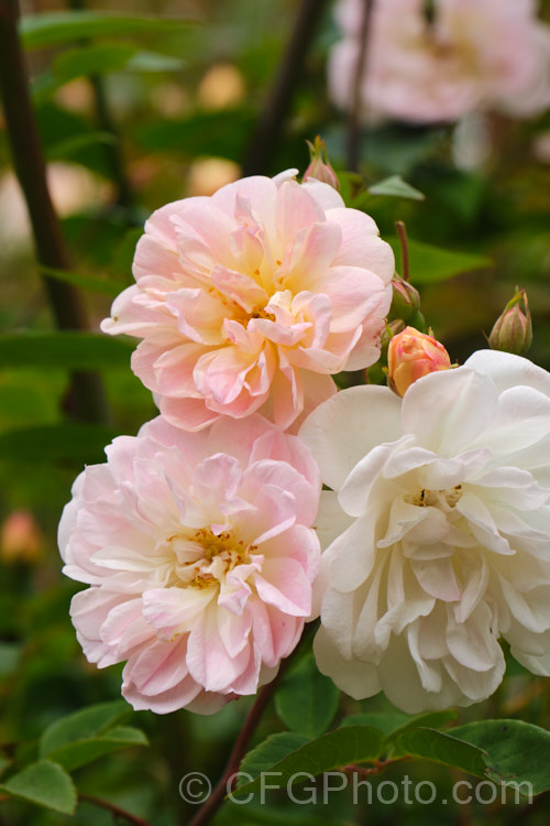 Rosa filipes 'Treasure. Trove', a strong-growing, well-scented cultivar of a vigorous climbing rose species native to Western China. The parent species is typically around 5m high and wide but 'Treasure. Trove' is usually a little over half that size. Order: Rosales, Family: Rosaceae
