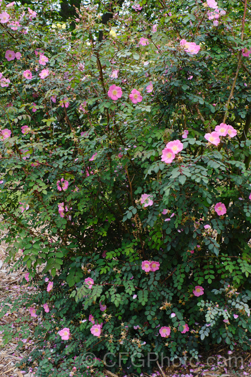 Rosa sweginzowii, a spreading 2-4m high shrub found in western China at around 2600-3300m. It is similar to Rosa moyesii in growth habit. Order: Rosales, Family: Rosaceae