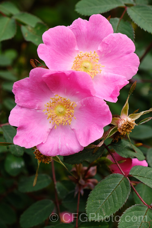 Rosa sweginzowii, a spreading 2-4m high shrub found in western China at around 2600-3300m. It is similar to Rosa moyesii in growth habit. Order: Rosales, Family: Rosaceae