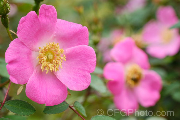 Rosa sweginzowii, a spreading 2-4m high shrub found in western China at around 2600-3300m. It is similar to Rosa moyesii in growth habit. Order: Rosales, Family: Rosaceae