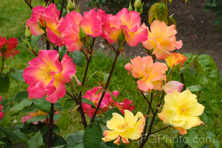 Rosa 'Morden. Sunrise', a Canadian-raised Shrub Rose bred by Davidson and Collicutt and introduced in 2001. The mildly scented flowers open yellow and age to apricot or even red in full sun in high. UV areas. It was one of several hybrids to result from a programme to breed very hardy roses for. Canada Order: Rosales, Family: Rosaceae