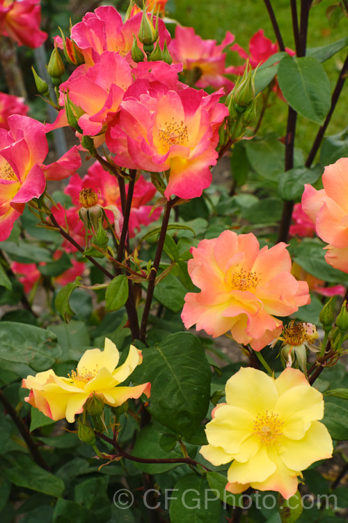 Rosa 'Morden. Sunrise', a Canadian-raised Shrub Rose bred by Davidson and Collicutt and introduced in 2001. The mildly scented flowers open yellow and age to apricot or even red in full sun in high. UV areas. It was one of several hybrids to result from a programme to breed very hardy roses for. Canada Order: Rosales, Family: Rosaceae