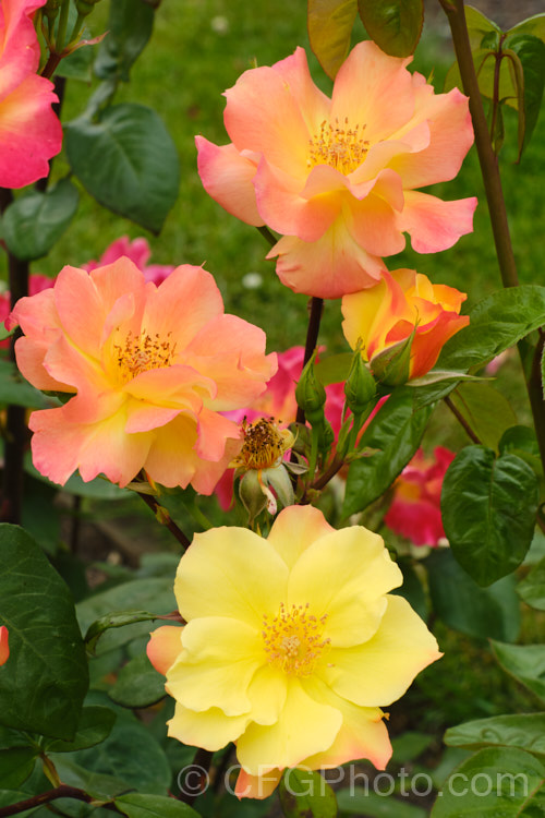 Rosa 'Morden. Sunrise', a Canadian-raised Shrub Rose bred by Davidson and Collicutt and introduced in 2001. The mildly scented flowers open yellow and age to apricot or even red in full sun in high. UV areas. It was one of several hybrids to result from a programme to breed very hardy roses for. Canada Order: Rosales, Family: Rosaceae
