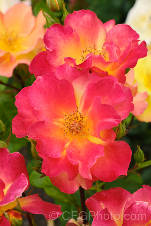 Rosa 'Morden. Sunrise', a Canadian-raised Shrub Rose bred by Davidson and Collicutt and introduced in 2001. The mildly scented flowers open yellow and age to apricot or even red in full sun in high. UV areas. It was one of several hybrids to result from a programme to breed very hardy roses for. Canada Order: Rosales, Family: Rosaceae