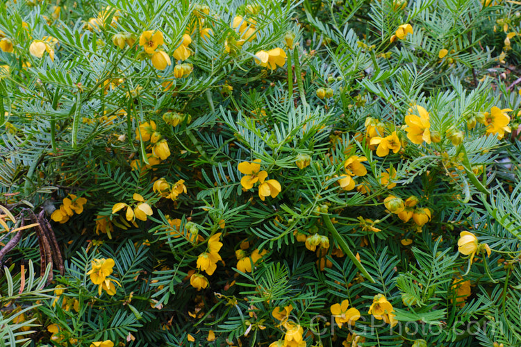 Sprawling. Cassia (<i>Senna aciphylla [syn. Cassia aciphylla]), a spreading, densely foliaged, wiry-stemmed 05-15m high evergreen shrub native to eastern Australia. It flowers from spring. senna-3304htm'>Senna.