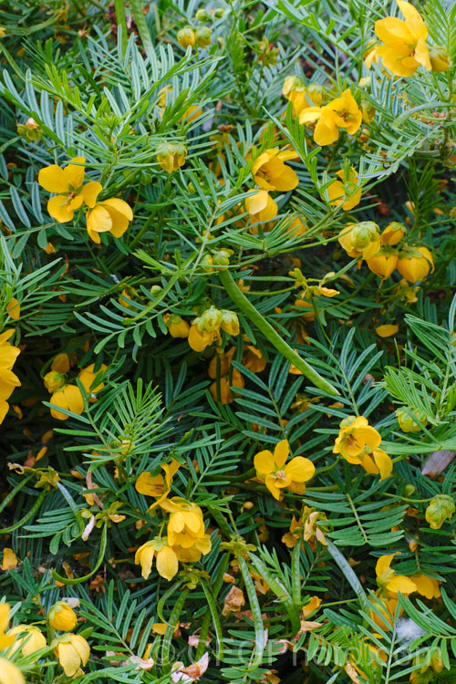 Sprawling. Cassia (<i>Senna aciphylla [syn. Cassia aciphylla]), a spreading, densely foliaged, wiry-stemmed 05-15m high evergreen shrub native to eastern Australia. It flowers from spring. senna-3304htm'>Senna.