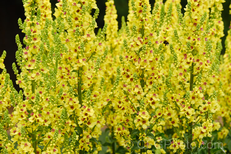 Nettle-leaved Mullein (<i>Verbascum chaixii</i>), a late spring- to early summer-flowering perennial found over much of southern and central Europe from Spain to Russia. The flower stems are up to 15m tall verbascum-3385htm'>Verbascum. <a href='scrophulariaceae-plant-family-photoshtml'>Scrophulariaceae</a>.