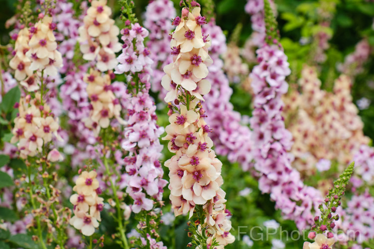 Verbascum 'Southern. Charm', a strain of long-flowering hybrid mulleins raised for use as bedding plants or in perennial borders. They are perennial but tend to be short lived and occur in a range of shades from cream to deep pink. The flower stems are compact and rarely exceed 75cm tall Such hybrids tend to have. Verbascum dumulosum, Verbascum pestalozzae and Verbascum phoeniceum in their parentage. verbascum-3385htm'>Verbascum. <a href='scrophulariaceae-plant-family-photoshtml'>Scrophulariaceae</a>.