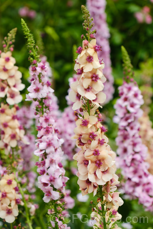 Verbascum 'Southern. Charm', a strain of long-flowering hybrid mulleins raised for use as bedding plants or in perennial borders. They are perennial but tend to be short lived and occur in a range of shades from cream to deep pink. The flower stems are compact and rarely exceed 75cm tall Such hybrids tend to have. Verbascum dumulosum, Verbascum pestalozzae and Verbascum phoeniceum in their parentage. verbascum-3385htm'>Verbascum. <a href='scrophulariaceae-plant-family-photoshtml'>Scrophulariaceae</a>.