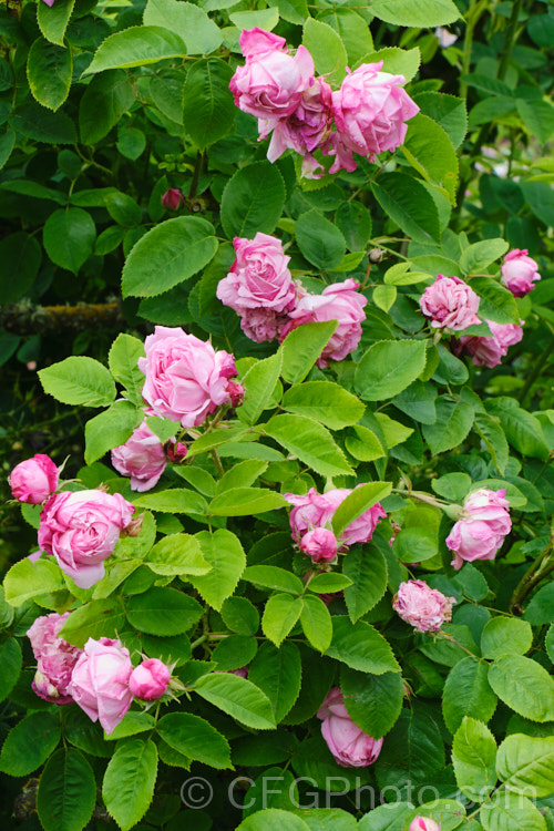 Rosa 'La Noblesse', a once-blooming, fragrant centifolia rose bred by Soupert and Notting of Luxembourg, and introduced in 1856. It is often a rather weak bush but can reach 15m tall. Order: Rosales, Family: Rosaceae