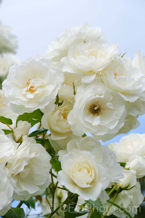 Rosa 'Iceberg' ('Robin. Hood' x 'Virgo'), a long-flowering. Cluster-flowered (<i>Floribunda</i>) bush rose raised by Kordes of Germany and introduced in 1958. This is the bush form. Order: Rosales, Family: Rosaceae