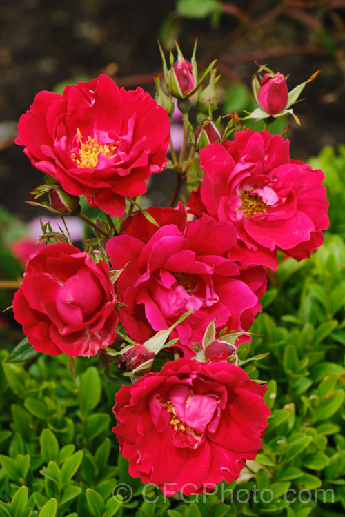 Rosa 'Champlain', a repeat-flowering. Modern. Shrub Rose introduced by Svelda of Canada in 1982. It is a very hardy, compact bush. Order: Rosales, Family: Rosaceae