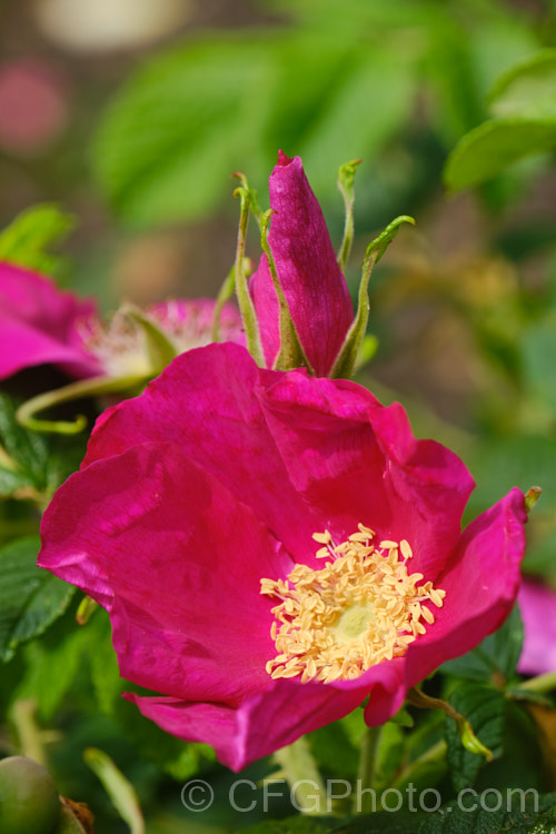 Rosa 'Rugspin', a simple, single-flowered Hybrid Rugosa of unknown parentage, introduced by Poulsen of Denmark around 1960. Order: Rosales, Family: Rosaceae