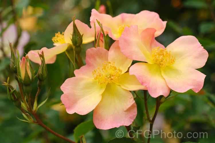 Rosa 'The Alexandra. Rose', an English rose introduced by Austin of England in 1992. Its delicately shade single flowers have a mild scent has slightly nodding. It grows to around 15m tall and wide, and has several flushes of bloom over the season. Order: Rosales, Family: Rosaceae