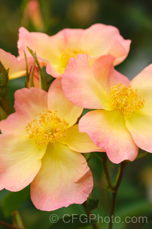 Rosa 'The Alexandra. Rose', an English rose introduced by Austin of England in 1992. Its delicately shade single flowers have a mild scent has slightly nodding. It grows to around 15m tall and wide, and has several flushes of bloom over the season. Order: Rosales, Family: Rosaceae